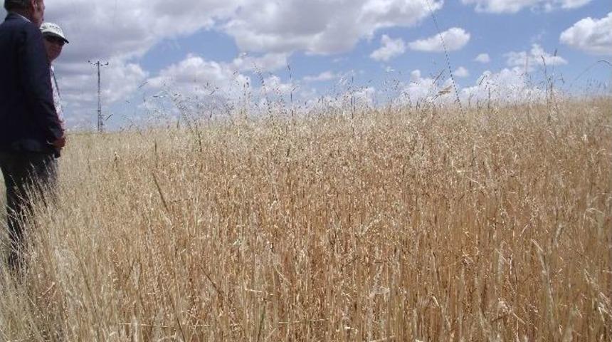 Kulu&rsquo;da Dolu Hasar Tespiti Tamamlandı