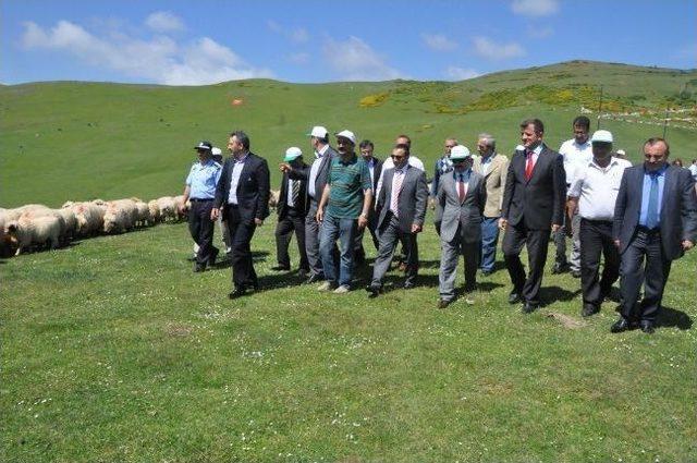 Aybastı Beşdam Yaylası'nda Mera Açılış Töreni