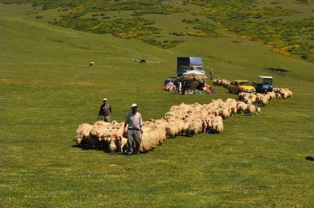 Aybastı Beşdam Yaylası'nda Mera Açılış Töreni