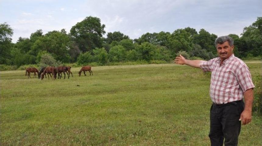Yılkı Atlara Sahip &Ccedil;ıktı