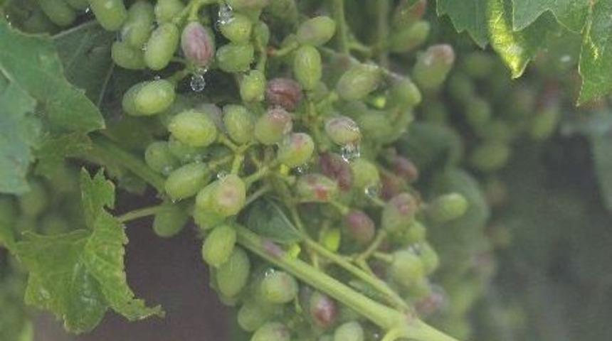 Dolu Ve Sağanak Yağış Tarım Arazilerinde Hasara Yol A&ccedil;tı