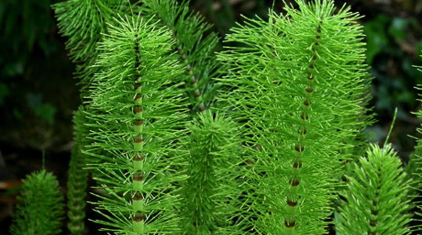 At kuyruğu otuyla tanışın 