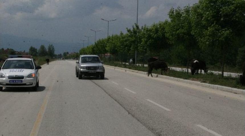 Kulağındaki K&uuml;peye Ceza