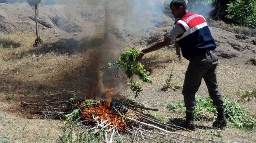G&ouml;lhisar'da Bin 550 K&ouml;k Kenevir Ele Ge&ccedil;irildi