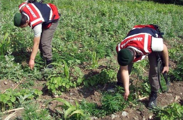 Gölhisar'da Bin 550 Kök Kenevir Ele Geçirildi