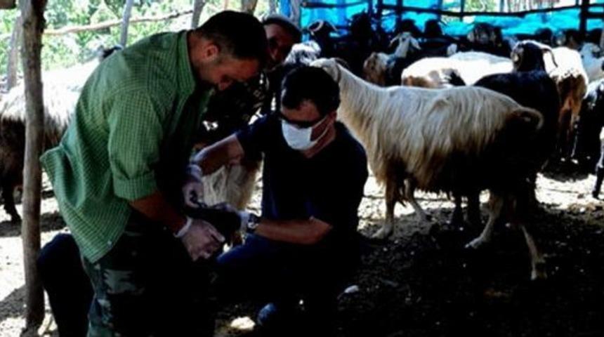 Aydın&rsquo;da K&uuml;&ccedil;&uuml;kbaş Hayvanlar Aşılanıyor