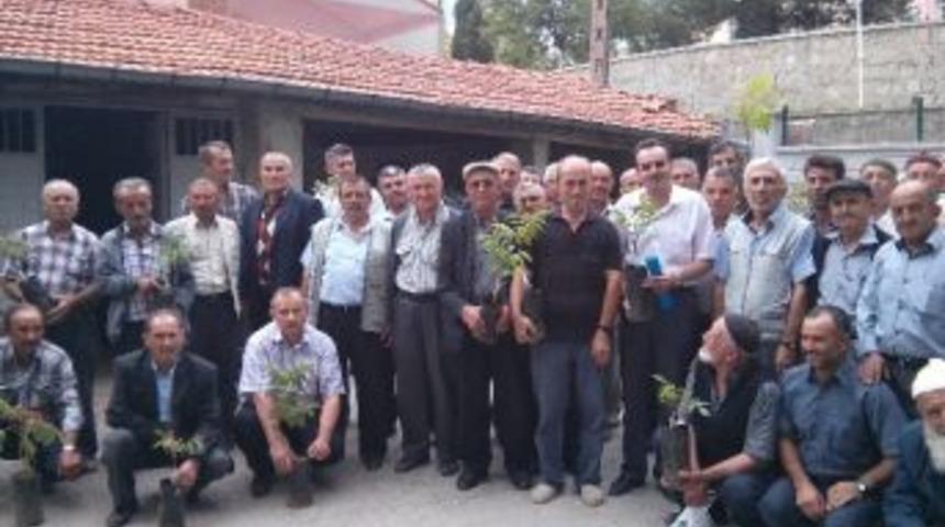 &Ccedil;ift&ccedil;ilere 4 Bin Ceviz Fidanı Dağıtıldı