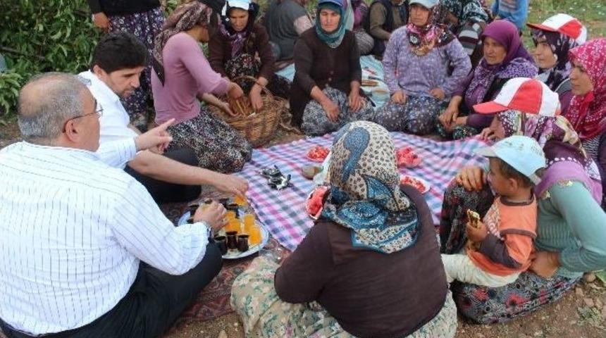 Milletvekili Kadın İş&ccedil;ilerle Tarlada &Ccedil;apa Yaptı
