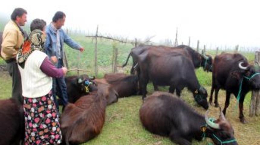 Giresun&acute;da Manda Dağıtımı Yapıldı