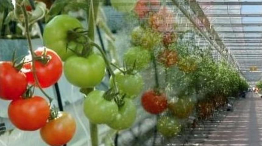 Sera Ve Meyveciliğe Y&uuml;zde 70 Hibe