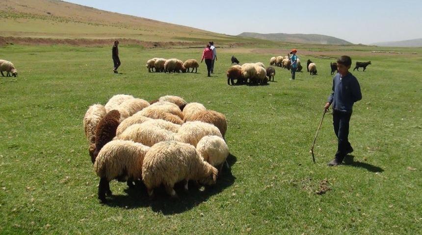 Bitlis'in Minik &Ccedil;obanları Karnelerini Alır Almaz S&uuml;r&uuml;lerinin Başına Ge&ccedil;ti