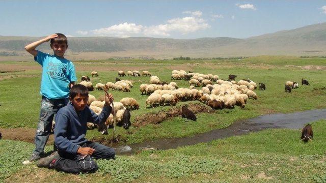 Bitlis'in Minik Çobanları Karnelerini Alır Almaz Sürülerinin Başına Geçti