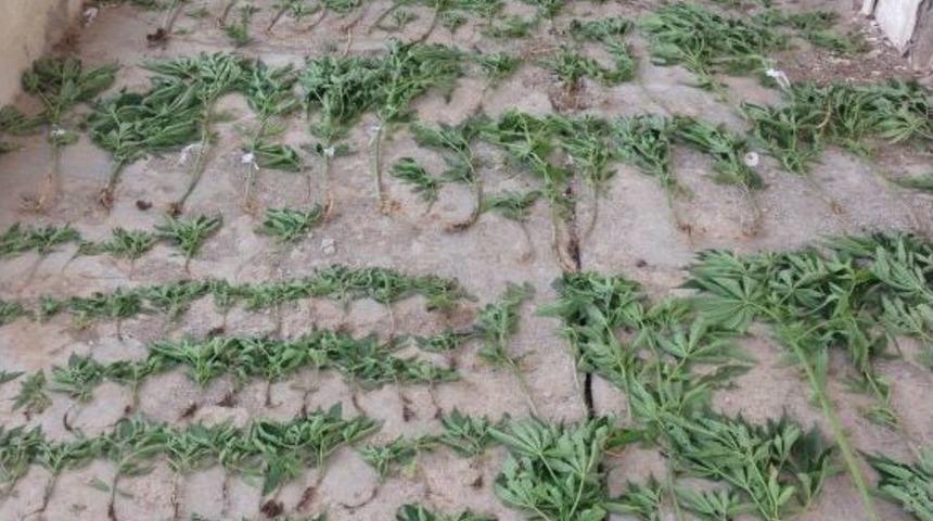 Yozgat Jandarması 285 K&ouml;k Hint Keneviri Ele Ge&ccedil;irdi