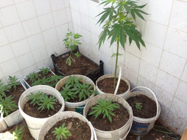 Yozgat Jandarması 285 Kök Hint Keneviri Ele Geçirdi 1