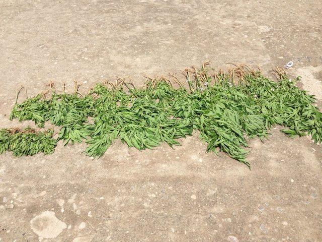 Yozgat Jandarması 285 Kök Hint Keneviri Ele Geçirdi 2