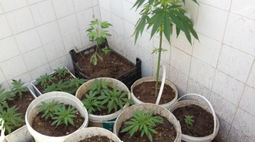 Yozgat Jandarma Saksıda Ekili 285 K&ouml;k Hint Keneviri Yakaladı