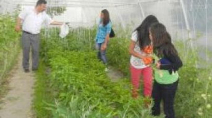 Osmancık ta ilk domates ve patlıcan YBO serasından