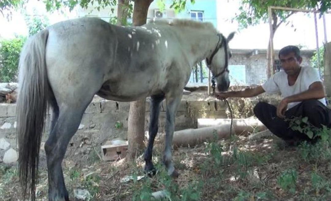 Atını Isıran K&ouml;pekten Şikayet&ccedil;i Oldu