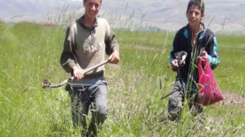 Okul Har&ccedil;lıklarını Yayladan Topladıkları Saleplerden &Ccedil;ıkarttıyorlar