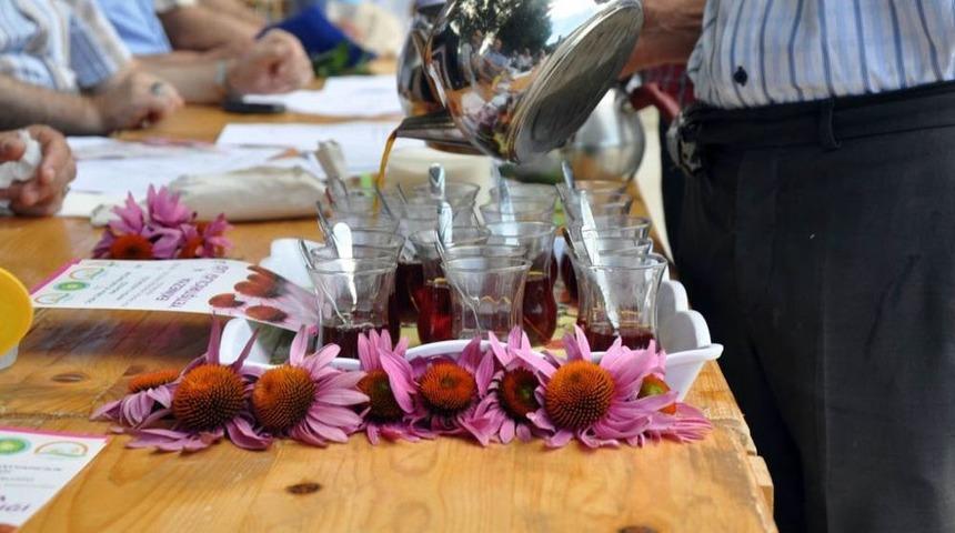 İthal Edilen Ekinezya Bitkisi Artık Manisa'da Yetiştiriliyor