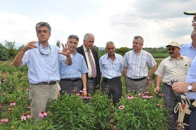 Manisa da İlk Kez Ekinezya Bitkisi Yetiştirildi 1