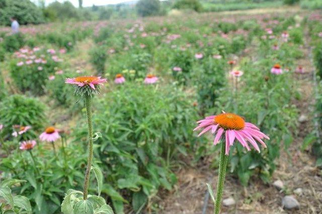 Manisa da İlk Kez Ekinezya Bitkisi Yetiştirildi 2