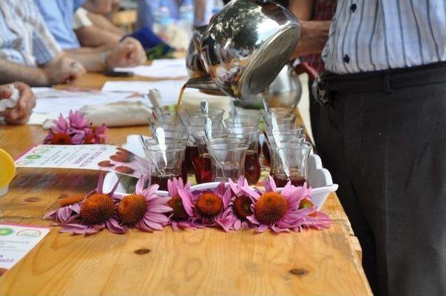 Manisa da İlk Kez Ekinezya Bitkisi Yetiştirildi 3