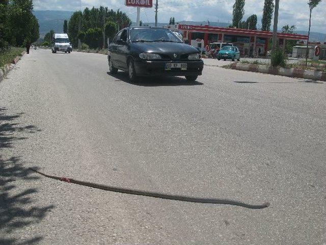 Yılan Korkusu Kaza Yaptırdı