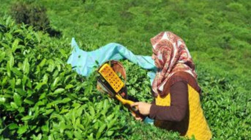 &Ccedil;aykur 231 Bin 215 Ton Yaş &Ccedil;ay Aldı