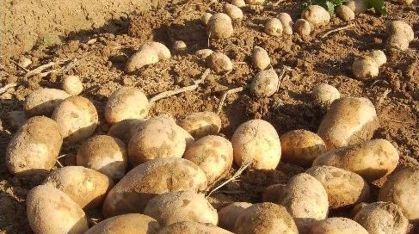 Patates Tarlada 1 Lira