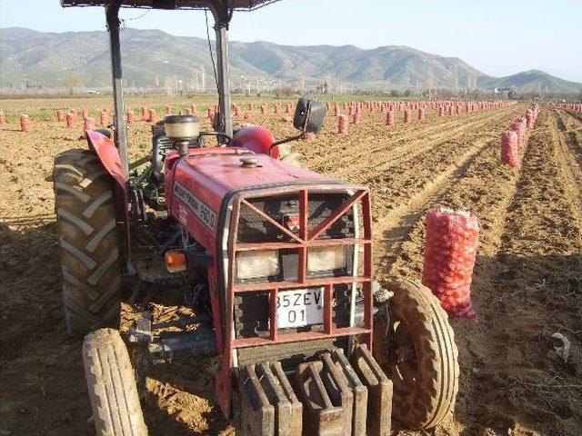 Patates Tarlada 1 Lira 1
