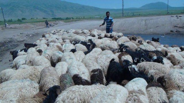 Sıcaklardan Bunalan Hayvanlar Göletlerde Serinliyor