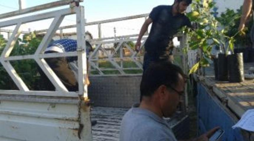 Ekin&ouml;z&uuml;'nde &Ccedil;ift&ccedil;iye Ceviz Fidanı Dağıtıldı