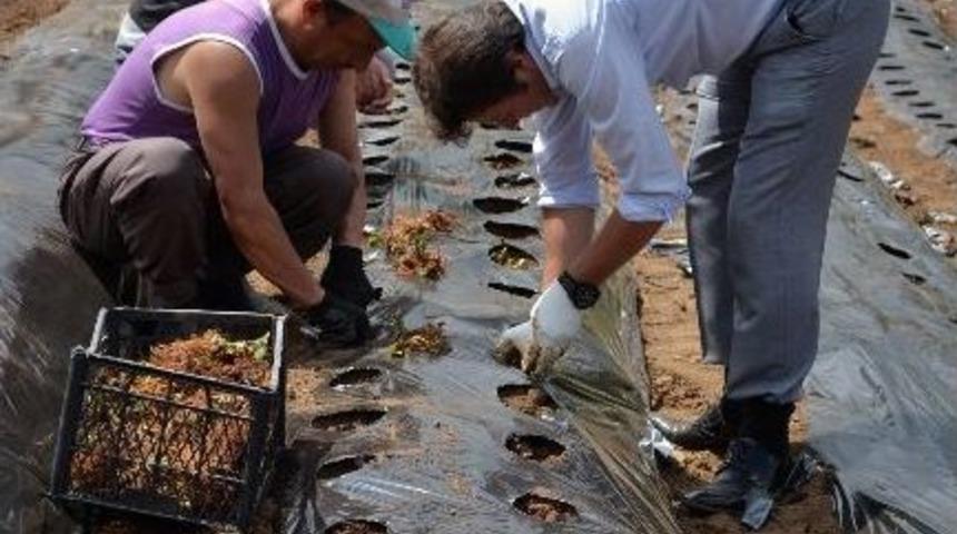 &Ccedil;ift&ccedil;ilerin Gelir D&uuml;zeyini Artırmak İ&ccedil;in 5 T&uuml;r 7 Bin &Ccedil;ilek Fidesi Dikildi