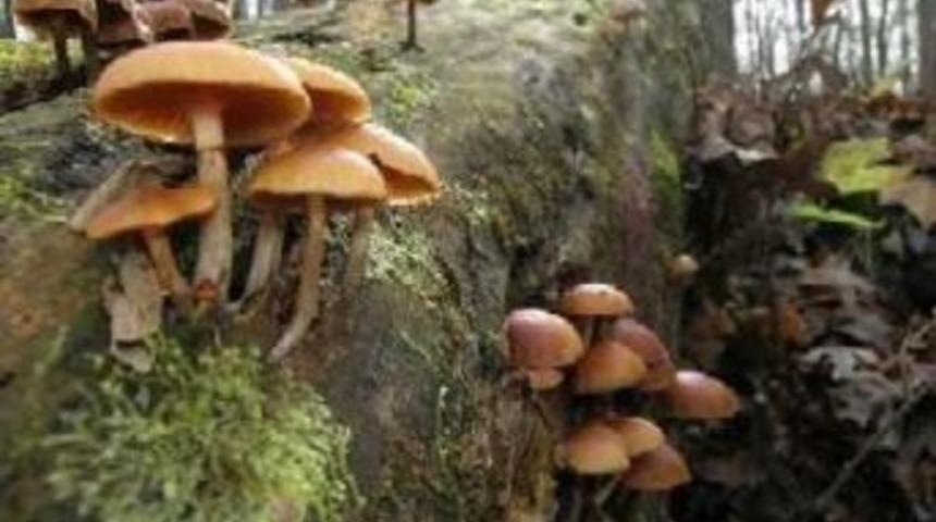 Mantar Zehirlenmelerine Karşı Uzmanlar Vatandaşları Uyardı