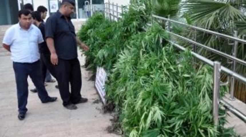 Adana’da Kenevir Operasyonu: 2 Gözaltı