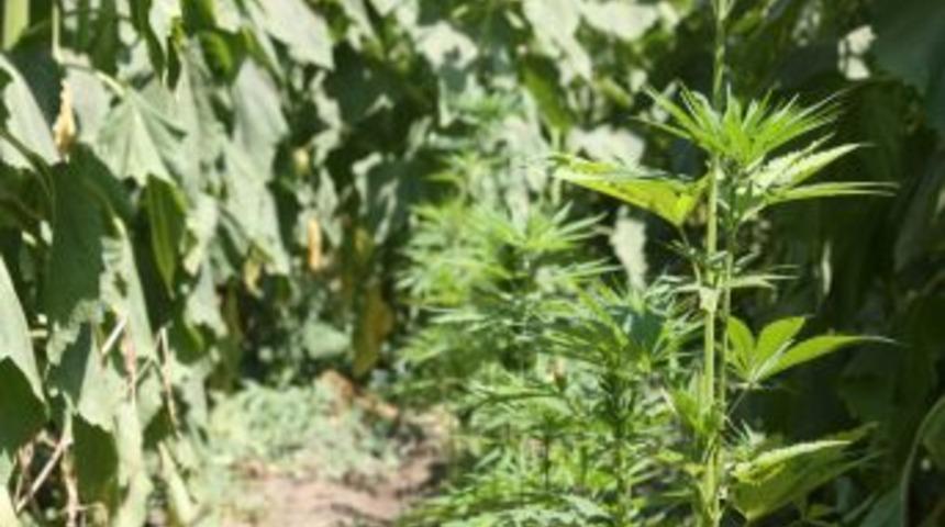 İmamoğlu'nda Uyuşturucu Operasyonu