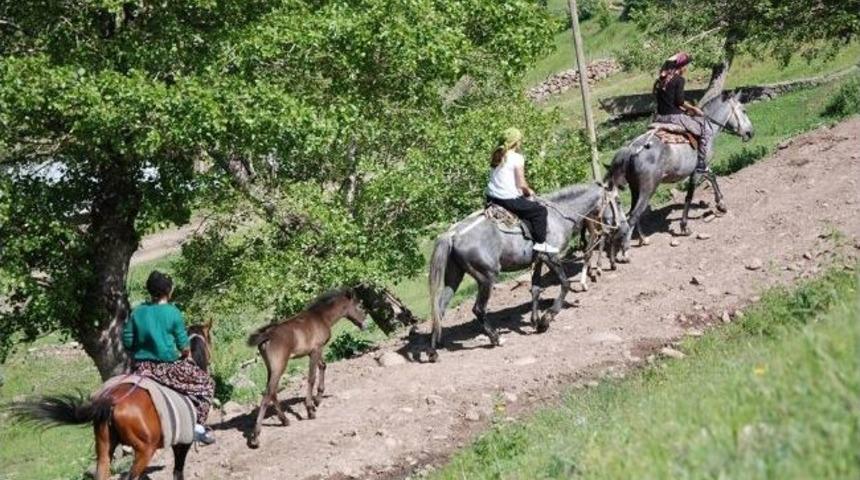 Vartolu Kadınlar, At Sırtında Koyun Sağmaya Gidiyorlar