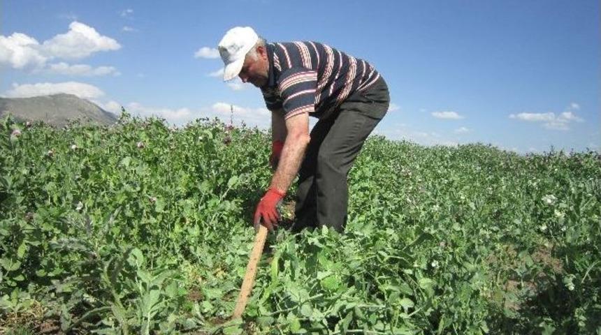 Datae&rsquo;den Yem Bezelyesi Sonbahar Ekimlerinde B&uuml;y&uuml;k Başarı