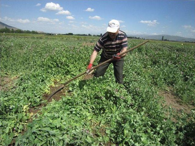 Datae&rsquo;den Yem Bezelyesi Sonbahar Ekimlerinde B&uuml;y&uuml;k Başarı 1