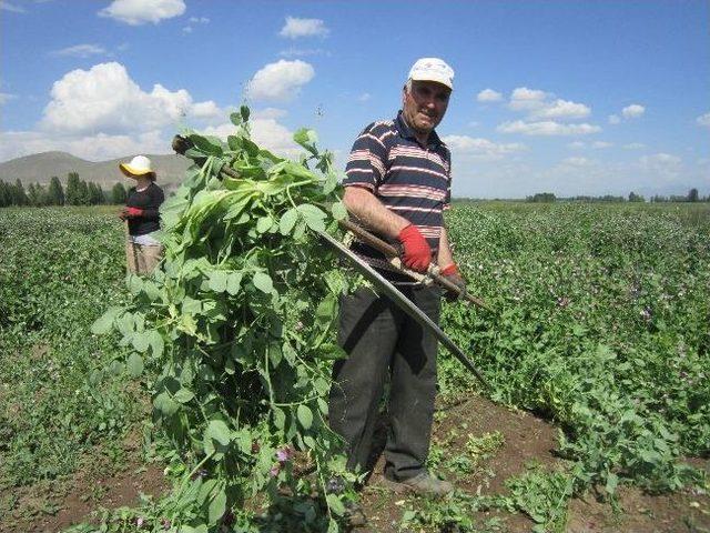 Datae&rsquo;den Yem Bezelyesi Sonbahar Ekimlerinde B&uuml;y&uuml;k Başarı 2