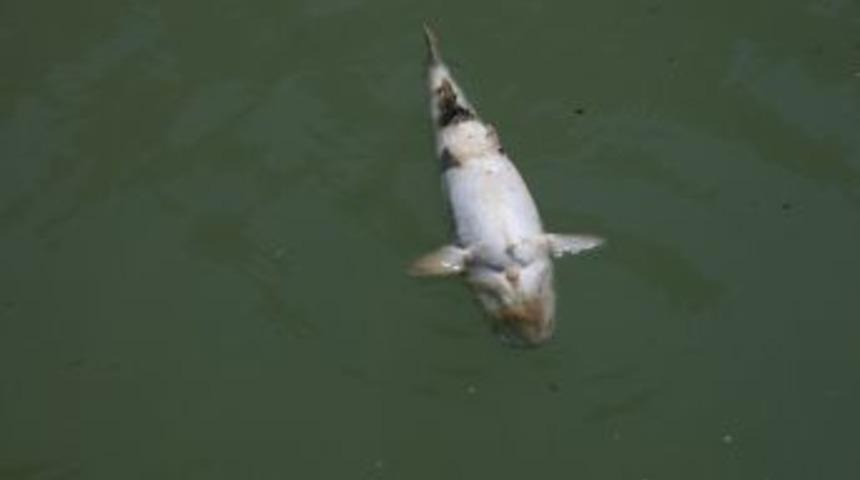 Kemaliye Karasu'daki Balık &Ouml;l&uuml;mleri Tedirginlik Yarattı