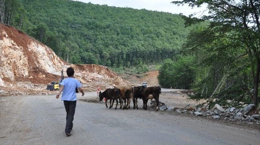 Dikkat İnek &Ccedil;ıkabilir