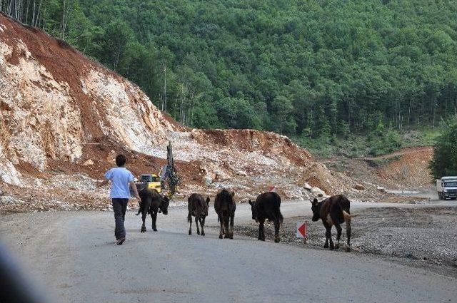 Dikkat İnek Çıkabilir