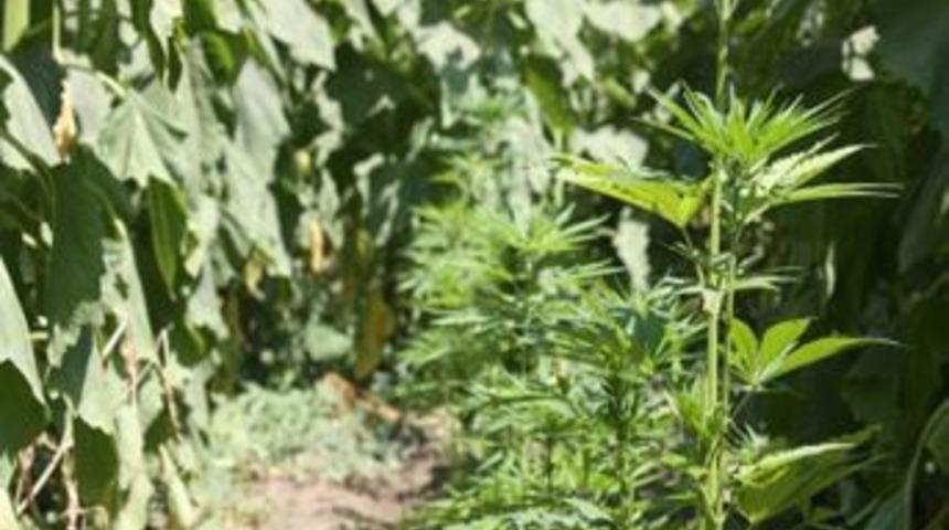 İmamoğlu'nda Uyuşturucu Operasyonu