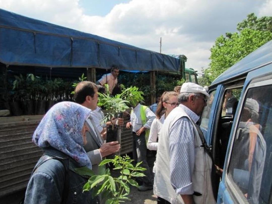 Hisarcık&rsquo;ta &Ccedil;ift&ccedil;ilere 2 Bin 500 Ceviz Fidanı Dağıtıldı