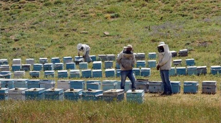 Y&uuml;ksekova&rsquo;da Arıcılık Canlanıyor