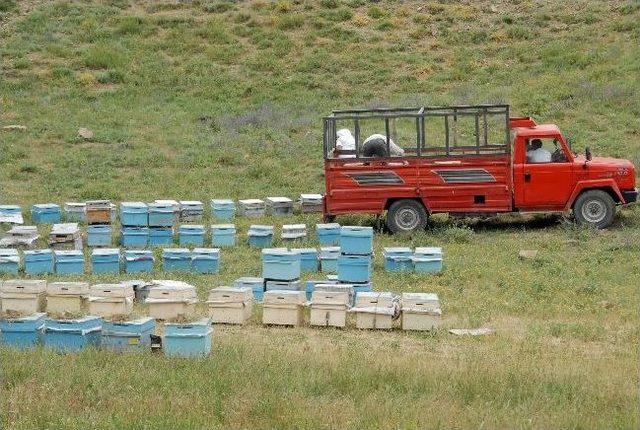 Yüksekova’da Arıcılık Canlanıyor