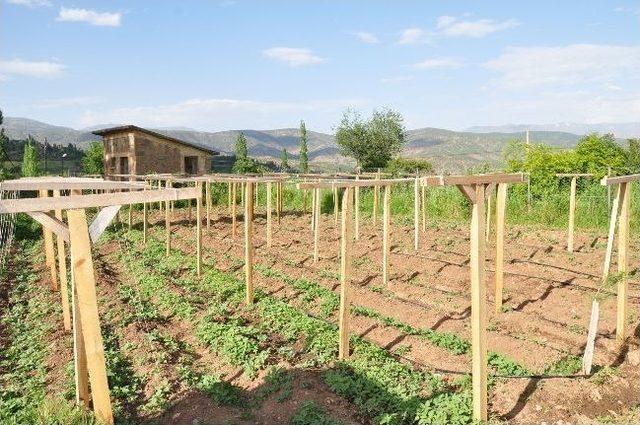 Hizan’da Deneme Sebze Bahçesi Kuruldu