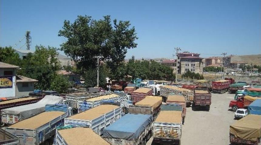 Yerk&ouml;y Tmo Hububat Alımlarına Başladı